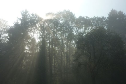Der Nebel hielt sich zäh. Erst um ca. 10.00 Uhr löste er sich auf. Danach genossen wir strahlendes Herbstwetter.