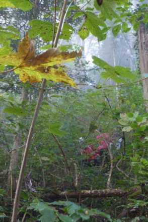 Abenteuerliches Klettern durch das Unterholz. Leider blieben einige Kinder von Wespenstichen nicht verschont.
